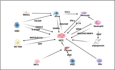 Resident Immune Cells of the Liver in the Tumor Microenvironment